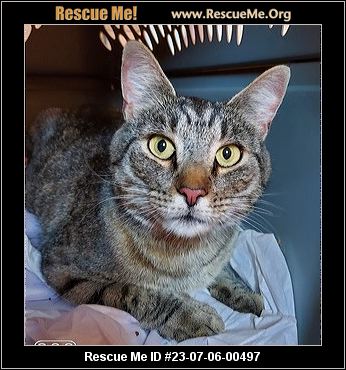 - Ohio Cat Rescue - ADOPTIONS - Rescue Me!