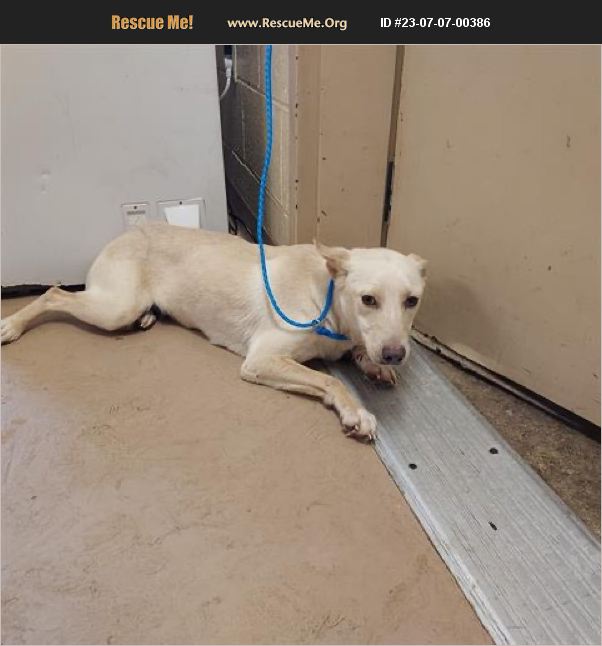 ADOPT 23070700386 ~ Lab Rescue ~ Jonesboro, GA