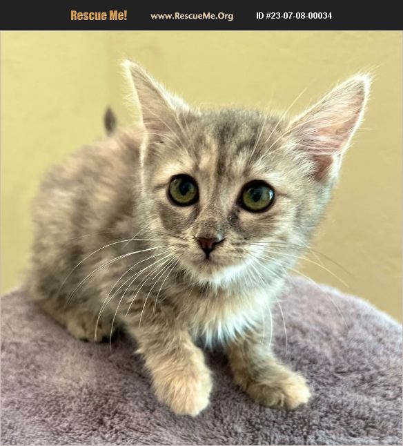 ADOPT 23070800034 ~ Domestic Cat Rescue ~ Scottsdale, AZ