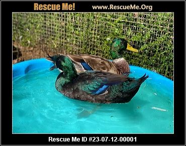 - Pennsylvania Pet Bird Rescue - ADOPTIONS - Rescue Me!