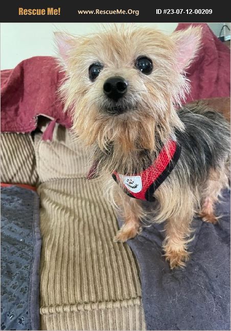 ADOPT 23071200209 ~ Yorkie Rescue ~ Wilmington, NC