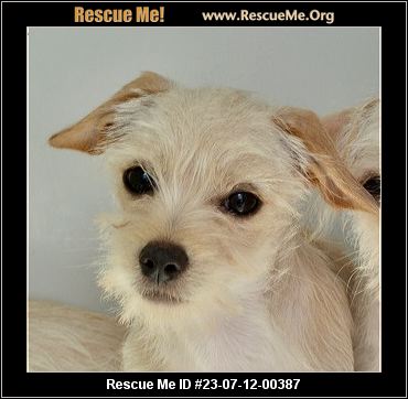 - Florida Maltese Rescue - ADOPTIONS - Rescue Me!