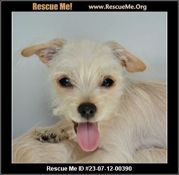 - Florida Maltese Rescue - ADOPTIONS - Rescue Me!