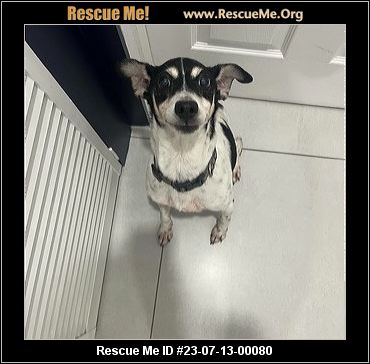 - Florida Fox Terrier Rescue - ADOPTIONS - Rescue Me!