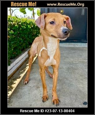 - California Basenji Rescue - ADOPTIONS - Rescue Me!