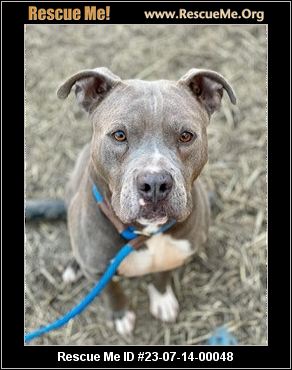 - Illinois Pit Bull Rescue - ADOPTIONS - Rescue Me!