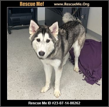 - Utah Siberian Husky Rescue - ADOPTIONS - Rescue Me!