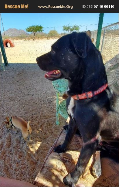 ADOPT 23071600140 ~ Lab Rescue ~ Yuma, AZ