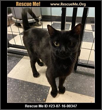 - Illinois Cat Rescue - ADOPTIONS - Rescue Me!