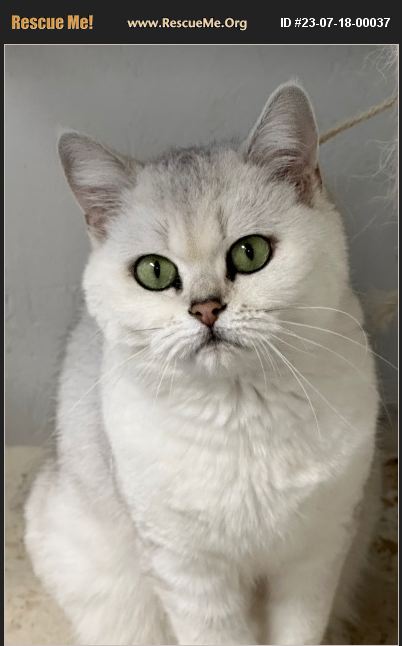 ADOPT 23071800037 ~ British Shorthair Rescue ~ San Benito County, CA