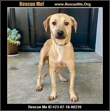 - California Lab Rescue - ADOPTIONS - Rescue Me!