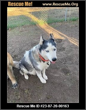 - Texas Siberian Husky Rescue - ADOPTIONS - Rescue Me!