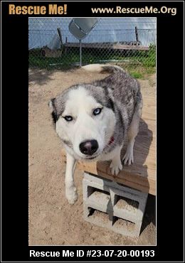 - Texas Siberian Husky Rescue - ADOPTIONS - Rescue Me!