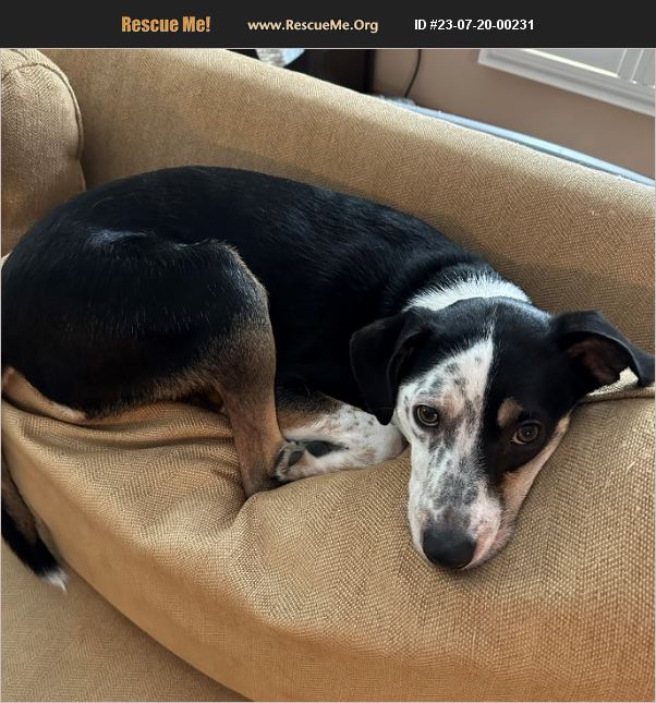 ADOPT 23072000231 ~ Australian Cattle Dog Rescue ~ Wallingford, PA