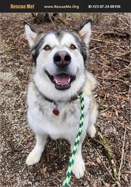 ADOPT 23072400156 ~ Alaskan Malamute Rescue ~ Gladwin, MI