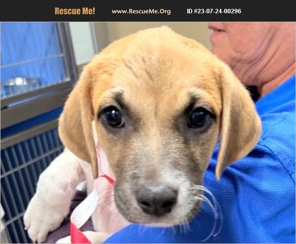ADOPT 23072400296 ~ Australian Cattle Dog Rescue ~ Seattle, WA