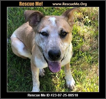 - Montana Dog Rescue - ADOPTIONS - Rescue Me!