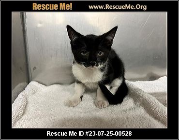 - California Cat Rescue - ADOPTIONS - Rescue Me!