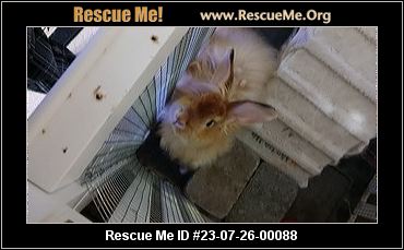 - Pennsylvania Rabbit Rescue - ADOPTIONS - Rescue Me!