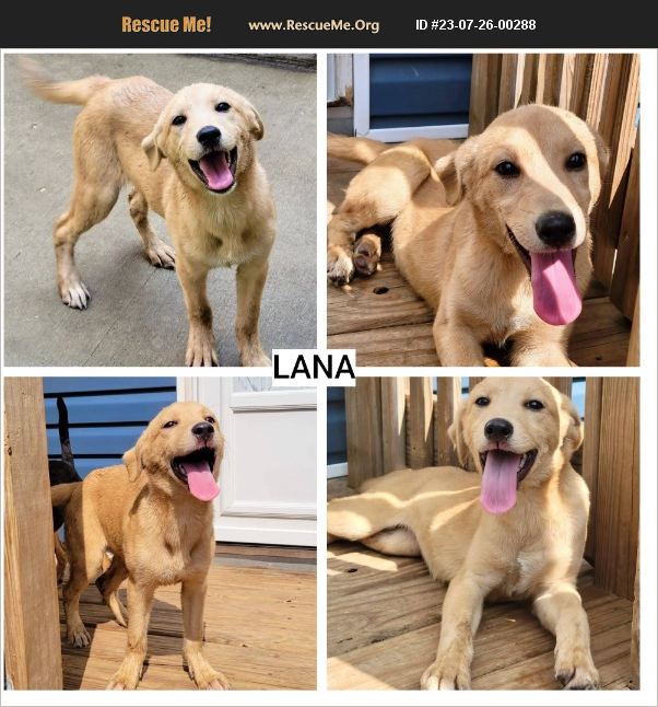 ADOPT 23072600288 ~ Lab Rescue ~ Chicago, IL