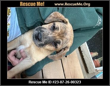 - Arizona Australian Shepherd Rescue - ADOPTIONS - Rescue Me!