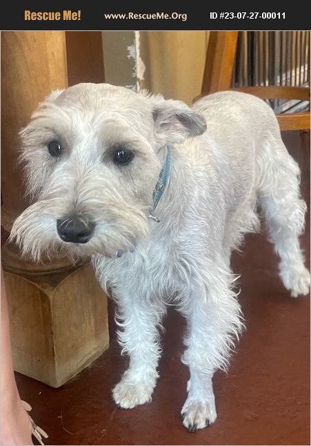 ADOPT 23072700011 ~ Schnauzer Rescue ~ San Diego, CA