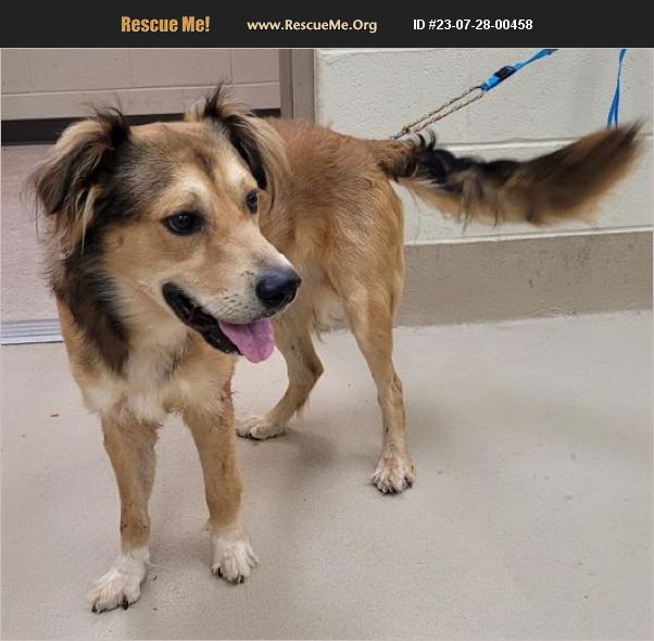 ADOPT 23072800458 ~ German Shepherd Rescue ~ Jonesboro, GA