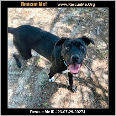 Missouri Rescue - Missouri Dog Rescue - ADOPTIONS - Rescue Me!