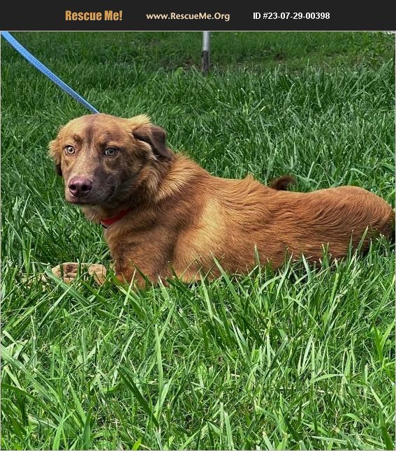 ADOPT 23072900398 ~ Nova Scotia Duck Toller Rescue ~ Tacoma, WA