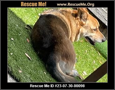 - Florida German Shepherd Rescue - ADOPTIONS - Rescue Me!
