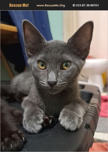 ADOPT 23073000151 ~ Russian Blue Rescue ~ Los Angeles, CA