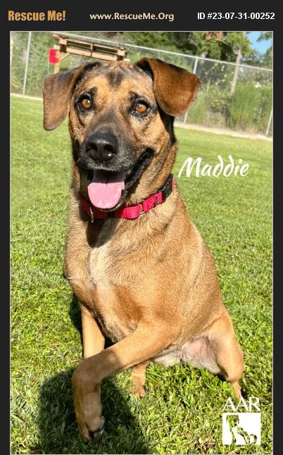 ADOPT 23073100252 ~ German Shepherd Rescue ~ Magnolia, TX