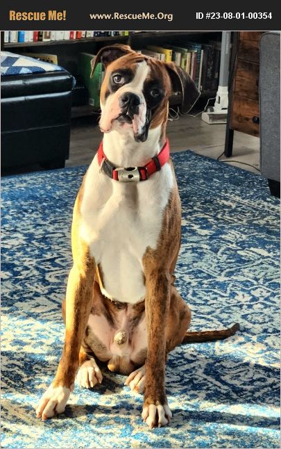 ADOPT 23080100354 ~ Boxer Rescue ~ Anchorage, AK