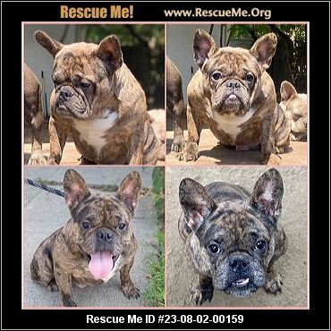 - California French Bulldog Rescue - ADOPTIONS - Rescue Me!