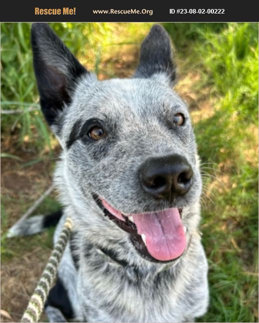 ADOPT 23080200222 ~ Australian Cattle Dog Rescue ~ Tucson, AZ