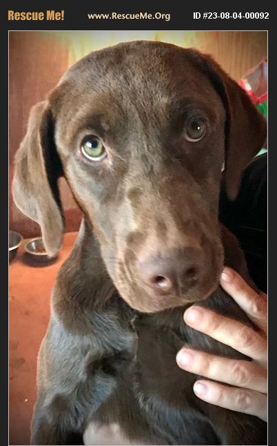 ADOPT 23080400092 ~ Lab Rescue ~ Snowflake, AZ
