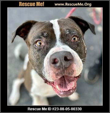 - California American Staffordshire Terrier Rescue - ADOPTIONS - Rescue Me!