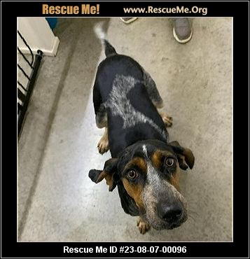 - Kentucky Dog Rescue - ADOPTIONS - Rescue Me!