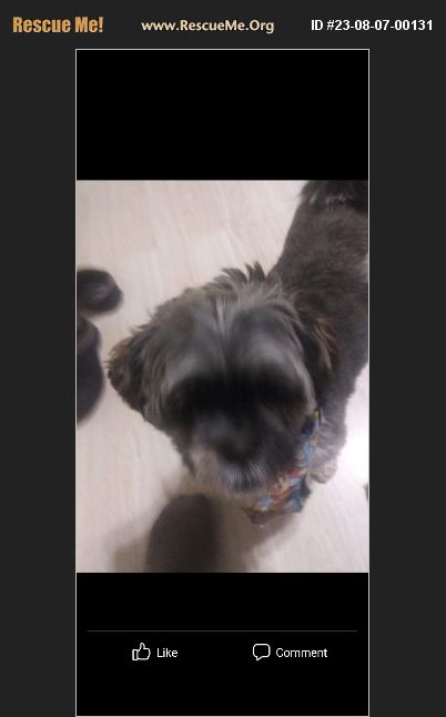 ADOPT 23080700131 ~ Shih Tzu Rescue ~ Albuquerque, NM