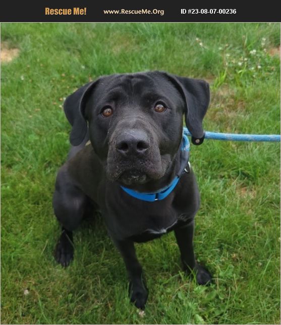 ADOPT 23080700236 ~ Lab Rescue ~ Lisbon, OH