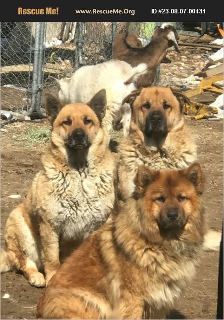 ADOPT 23080700431 ~ Chow Chow Rescue ~ Denver, CO