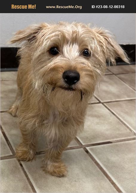 ADOPT 23081200318 ~ Yorkie Rescue ~ Titusville, FL