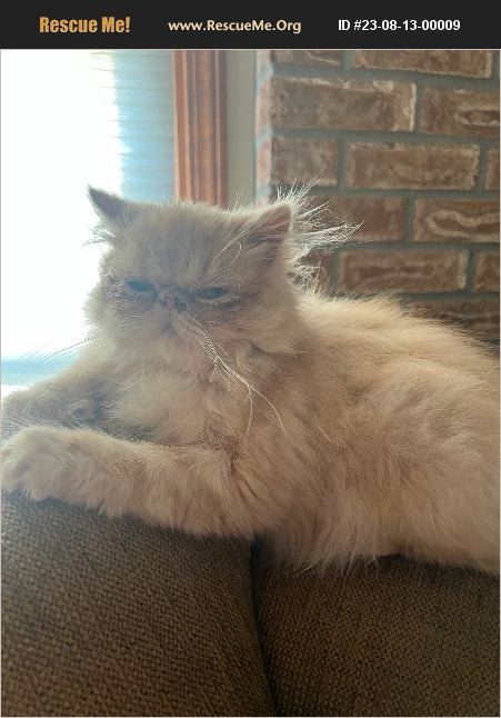 ADOPT 23081300009 ~ Persian Rescue ~ Springfield, IL