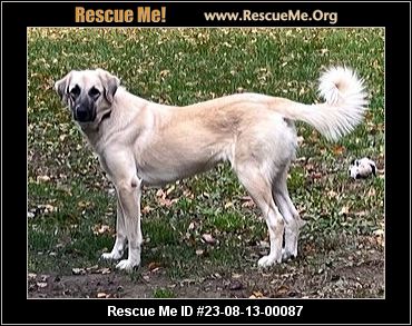 - New York Dog Rescue - ADOPTIONS - Rescue Me!
