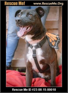 - California Pit Bull Rescue - ADOPTIONS - Rescue Me!