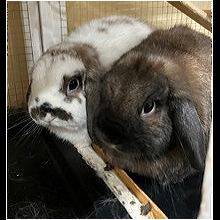 Rabbit for adoption - Serama , a Bunny Rabbit in Jersey City, NJ