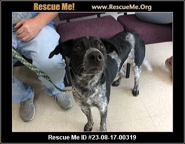 Missouri Rescue - Missouri Dog Rescue - ADOPTIONS - Rescue Me!