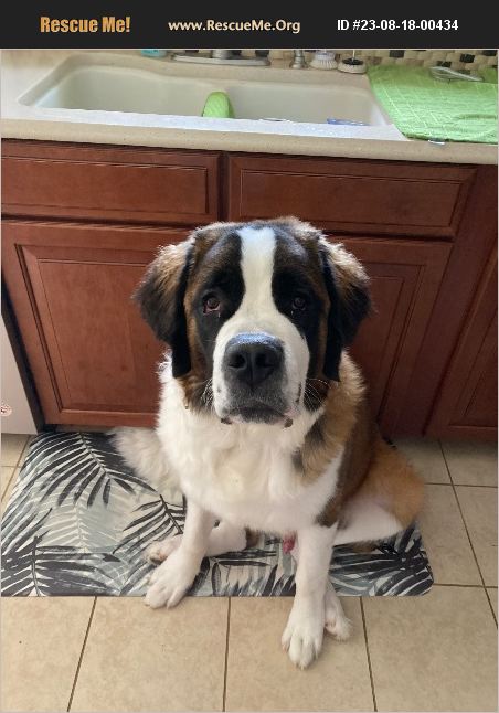 ADOPT 23081800434 ~ Saint Bernard Rescue ~ Snover, MI