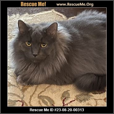 - New York Cat Rescue - ADOPTIONS - Rescue Me!