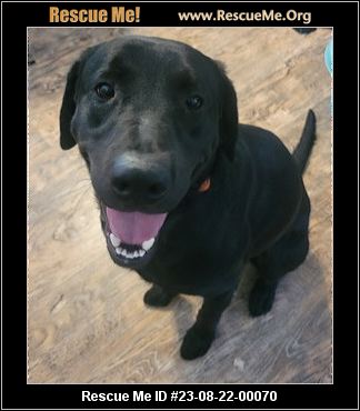 Missouri Rescue - Missouri Dog Rescue - ADOPTIONS - Rescue Me!